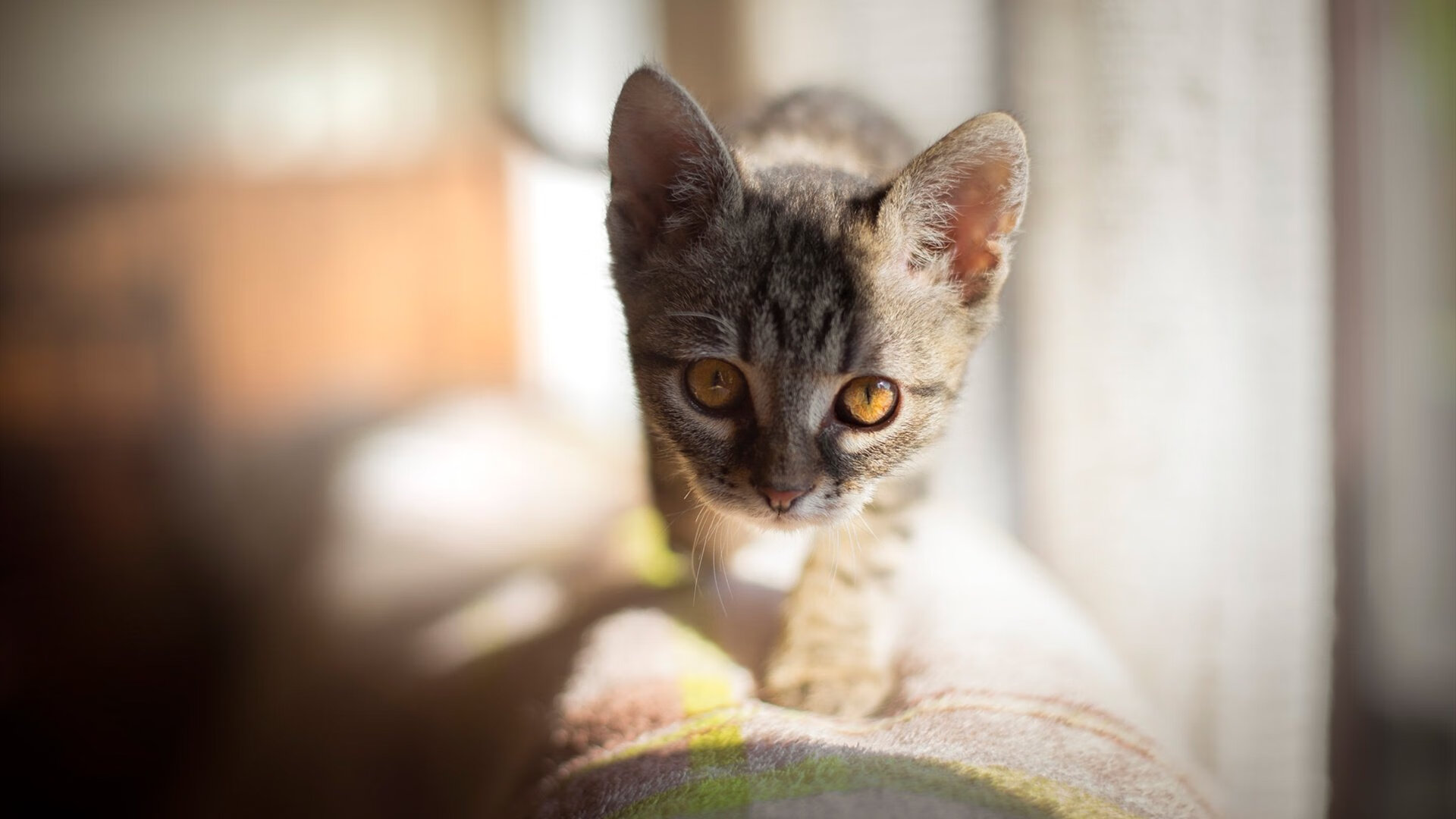 CBA球队推动数据与视频分析融合应用，cba数据中心