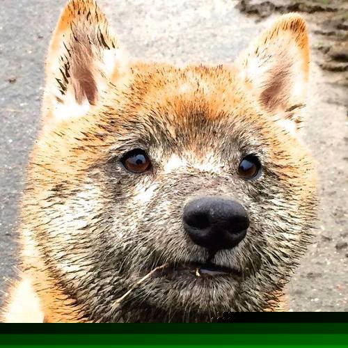 中超联赛国家队战败 球迷呼吁技战术改革，中超联赛投入