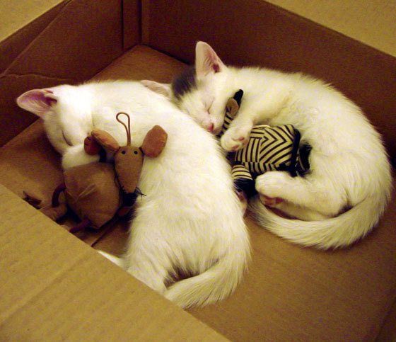 加拿大乒乓队未来方向：如何实现技术突破，提升整体实力，加拿大乒乓球国家队