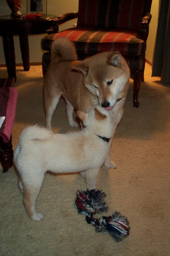 澳大利亚队的未来：乒乓项目如何得到更多支持与推广，澳大利亚乒乓球运动员来中国训练