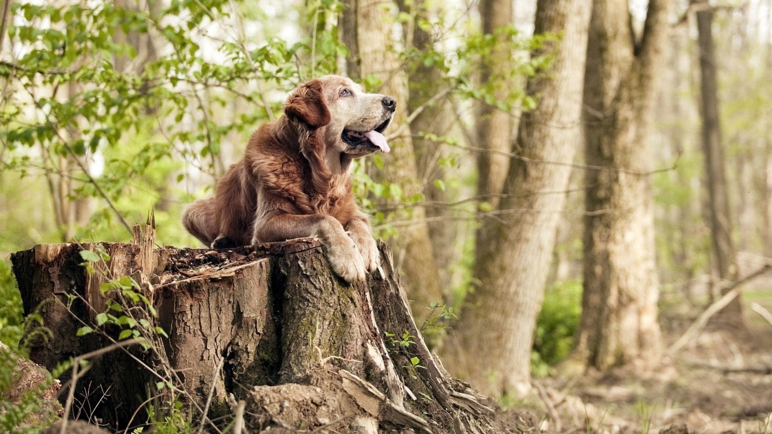 青训人才外流现象越发严重，青年人才队伍培养
