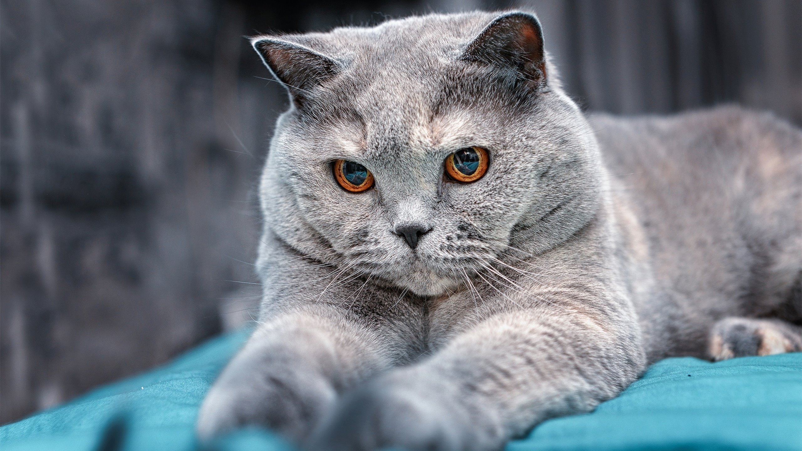 世界杯亚洲区选拔赛落幕,世界杯亚洲区资格赛