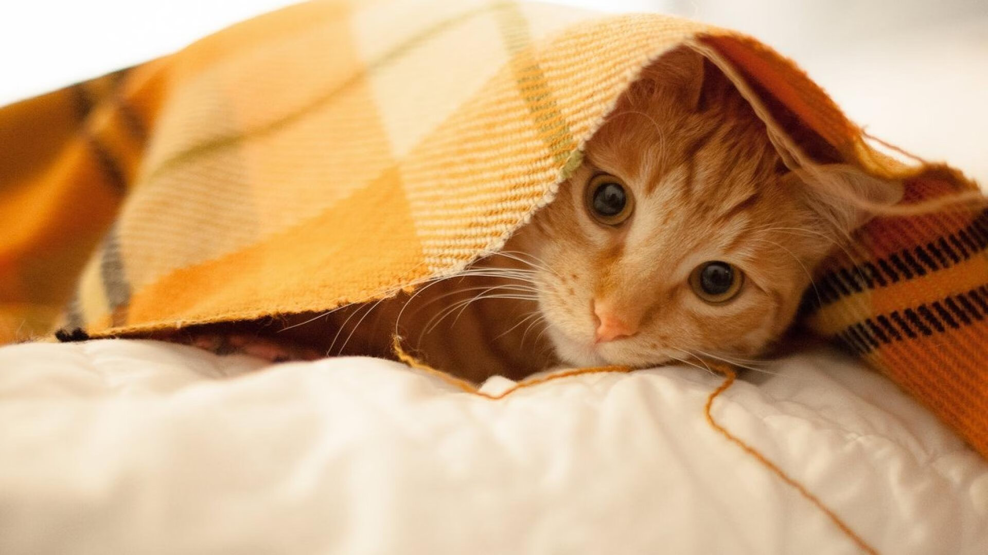 九游娱乐网页版-伊朗男篮在亚洲锦标赛中夺冠，展现非凡实力