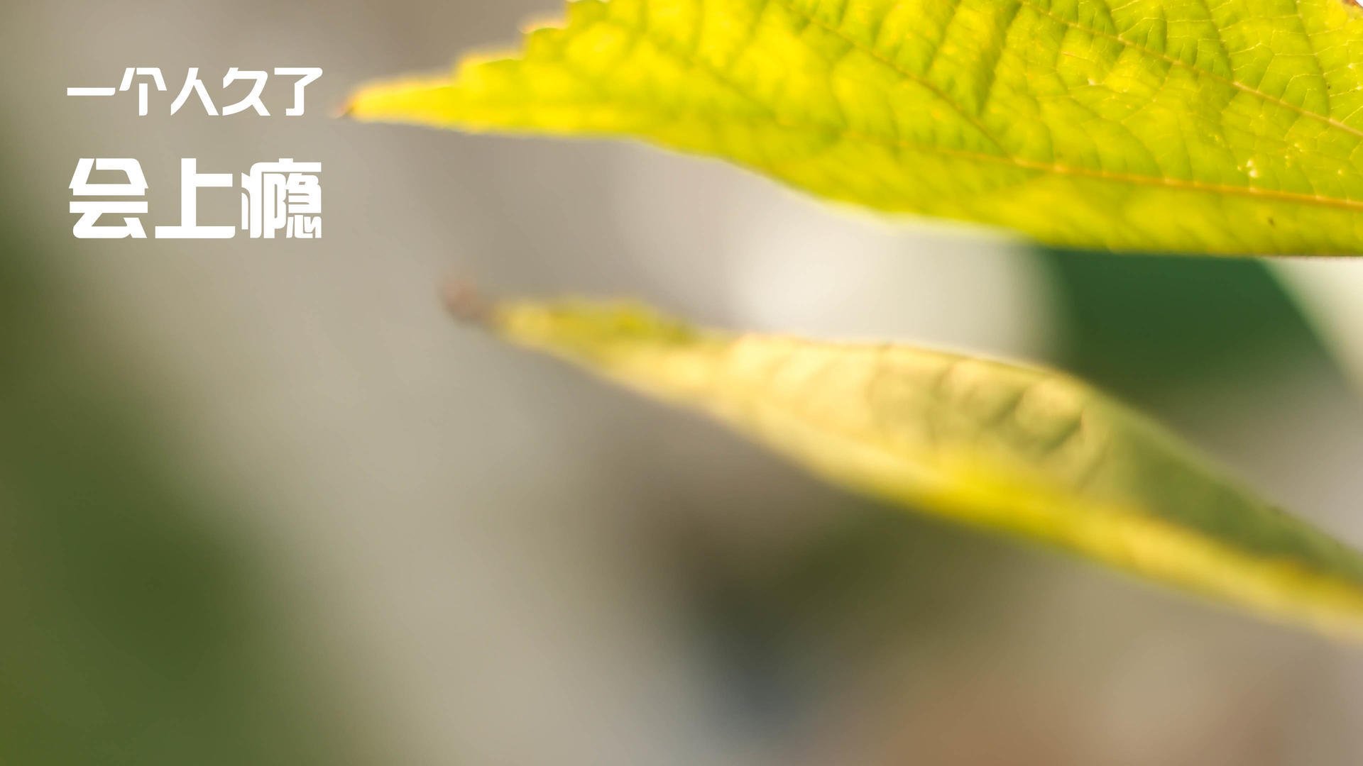 决赛现场聚焦赫梅列夫斯基精彩表现，赫梅利尼茨基勋章